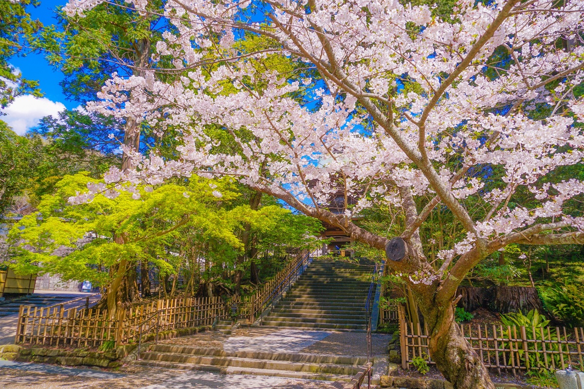 円覚寺 満開の桜