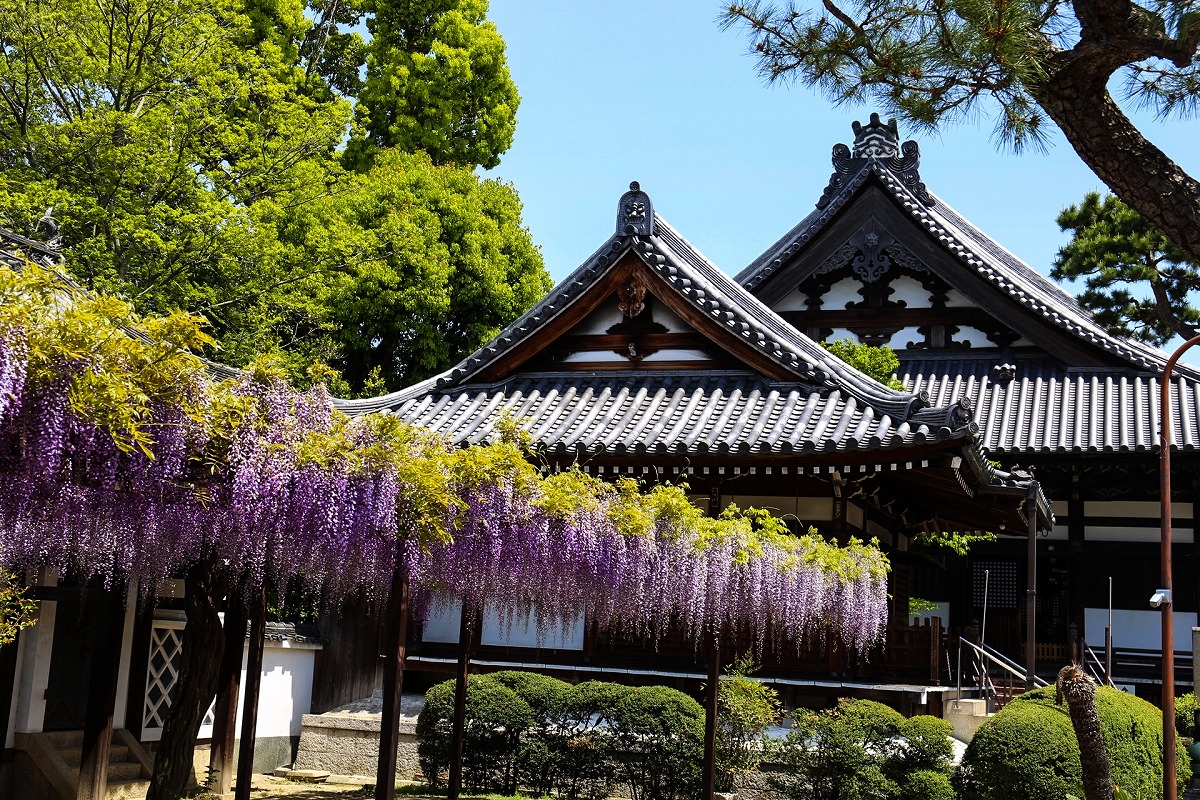 葛井寺の藤