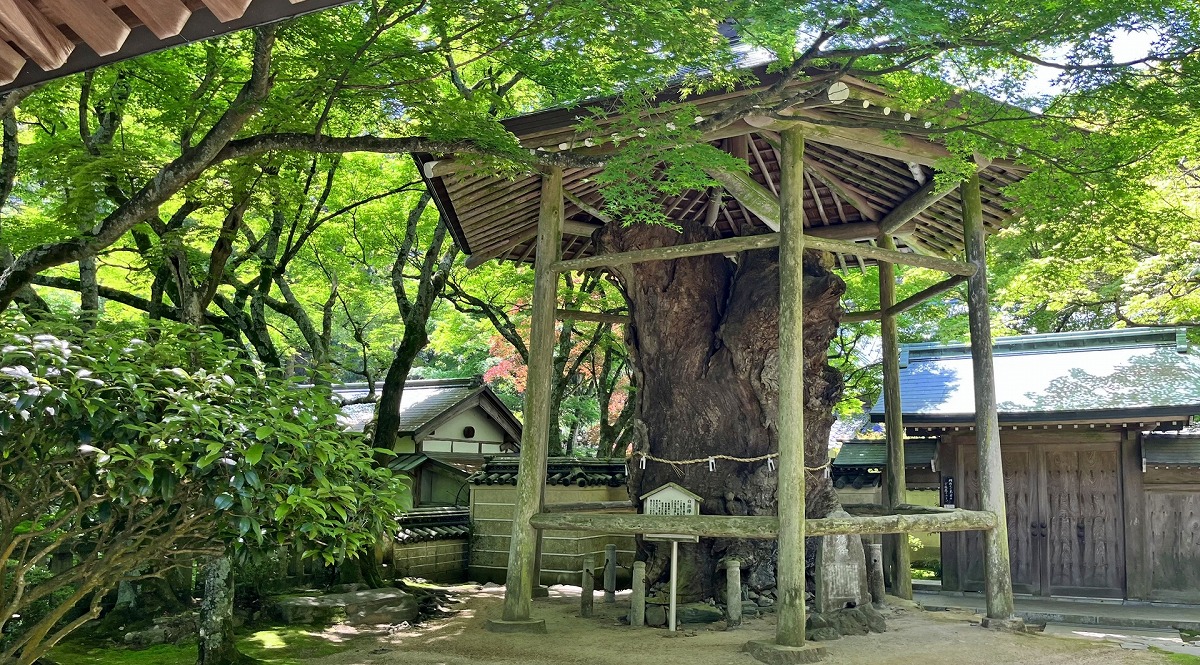 四国八十八箇所霊場 第八十二番札所　青峰山 根香寺　白猴欅
