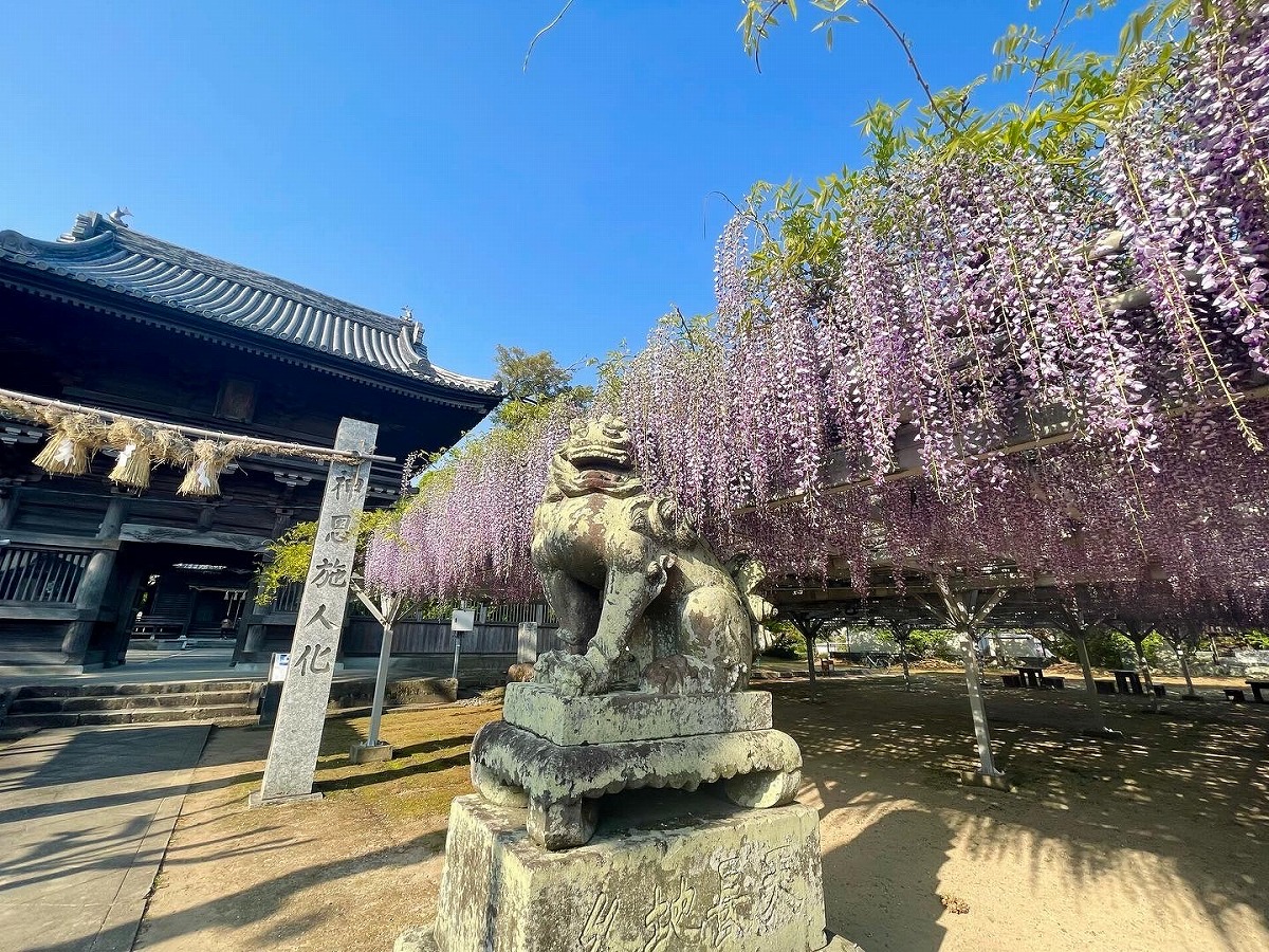 大中臣神社 楼門と狛犬と将軍藤