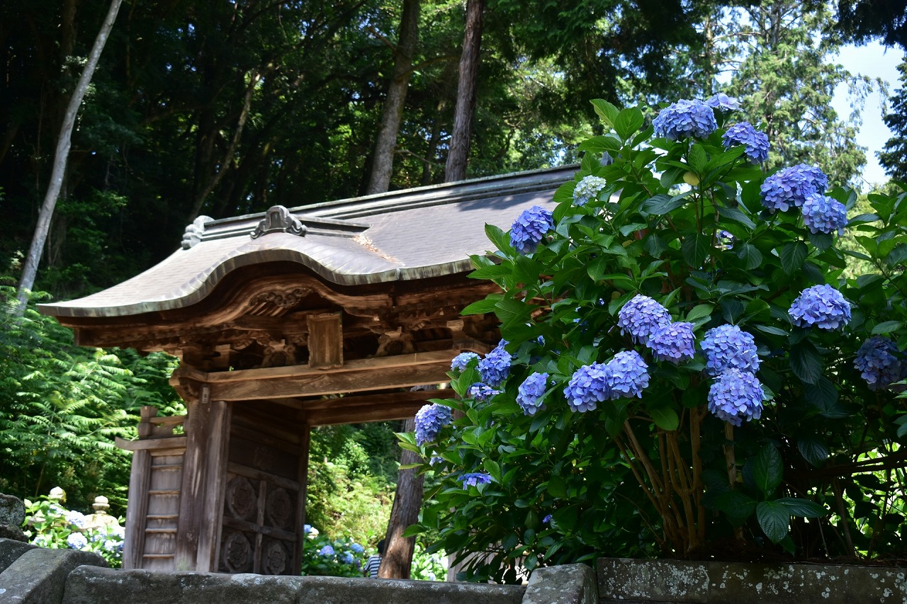 月照寺 山門とあじさい